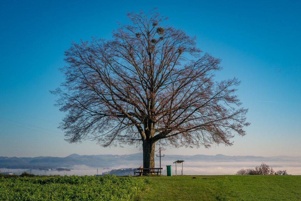 Mauthausen_Nebel_Sonne_Herbst-5281-1