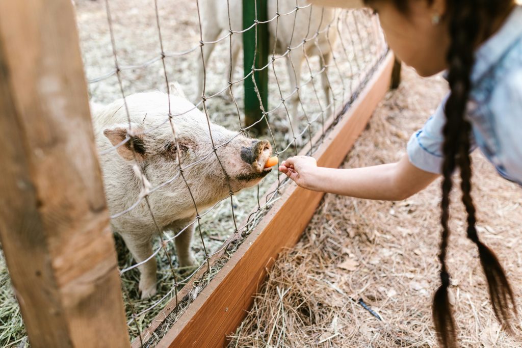 pexels-photo-7782394-7782394 A young girl feeds a pig through a wire fence on a sunny farm day.